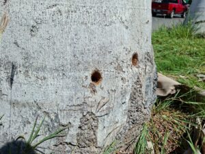 Denuncian otro ecocidio en Los Mochis