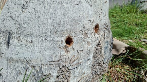 Medio Ambiente de Ahome ajustará a empresa presuntamente responsable del daño a palmeras en Los Mochis, Sinaloa