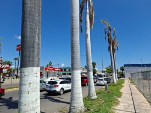 Denuncian otro ecocidio en Los Mochis