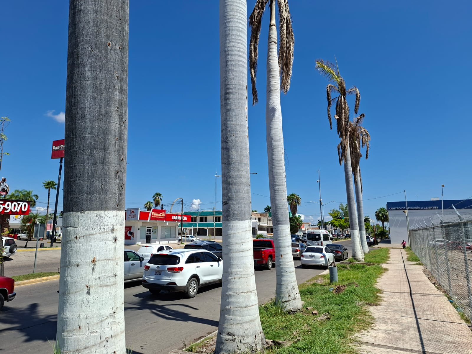 Denuncian otro ecocidio en Los Mochis
