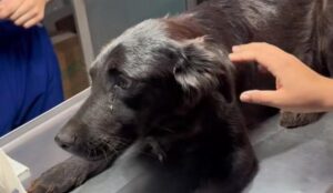 Primer caso de gusano barrenador de Guasave se presenta en perrita mestiza
