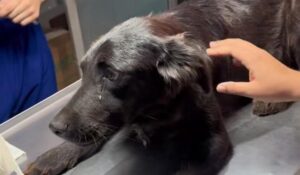Detectan en Guasave, Sinaloa, primer caso documentado de gusano barrenador; afecta a una perrita de Alamito Caimanero