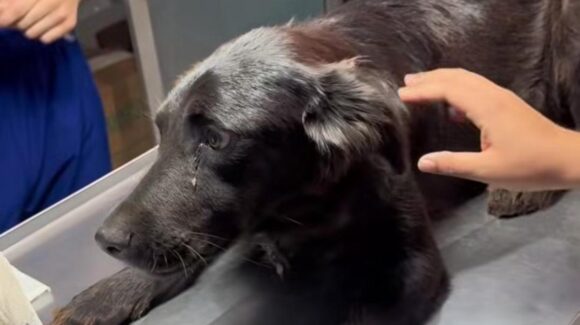 Detectan en Guasave, Sinaloa, primer caso documentado de gusano barrenador; afecta a una perrita de Alamito Caimanero