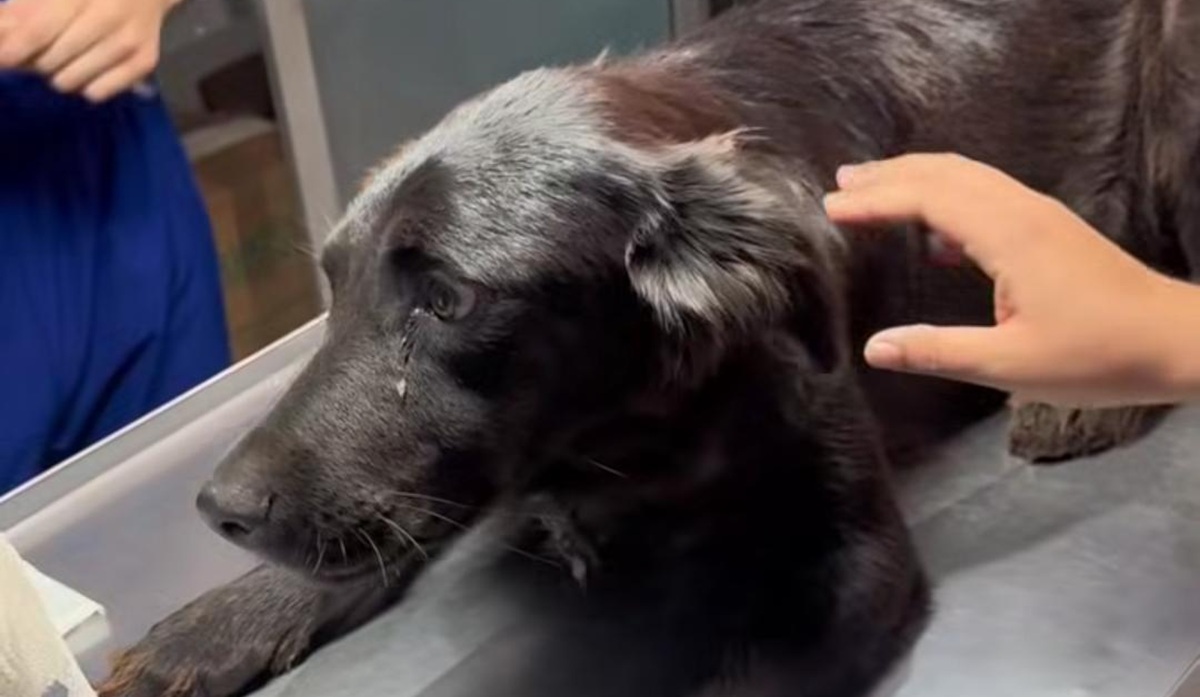 Primer caso de gusano barrenador de Guasave se presenta en perrita mestiza