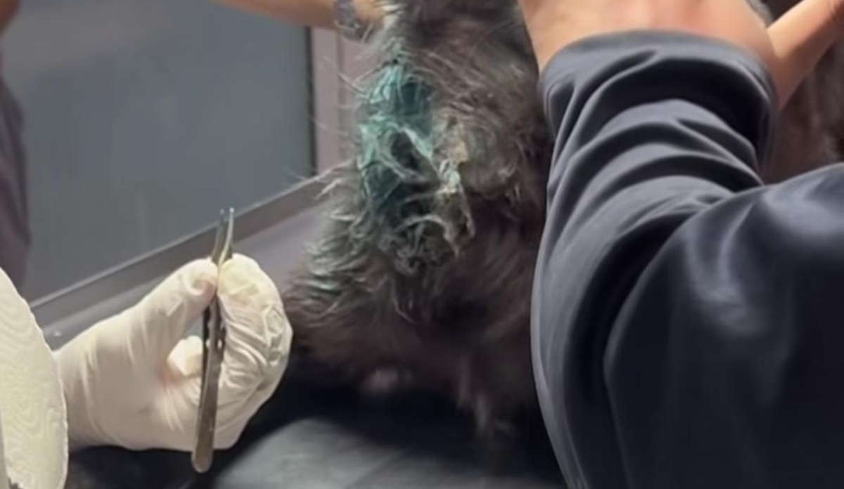 Primer caso de gusano barrenador de Guasave se presenta en perrita mestiza