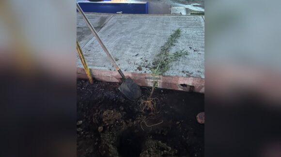 Denuncian ambientalistas que empresario les arrancó árboles recién plantados en Los Mochis, Sinaloa