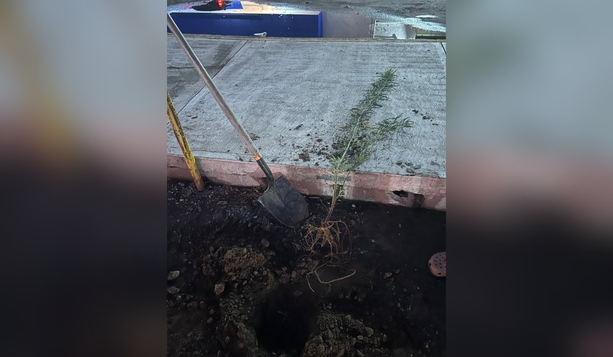 Empresario arranca árboles frente a su negocio en Los Mochis