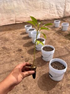 Estudiante de la UAS fortalece metodologías para su investigación en agricultura en Argentina