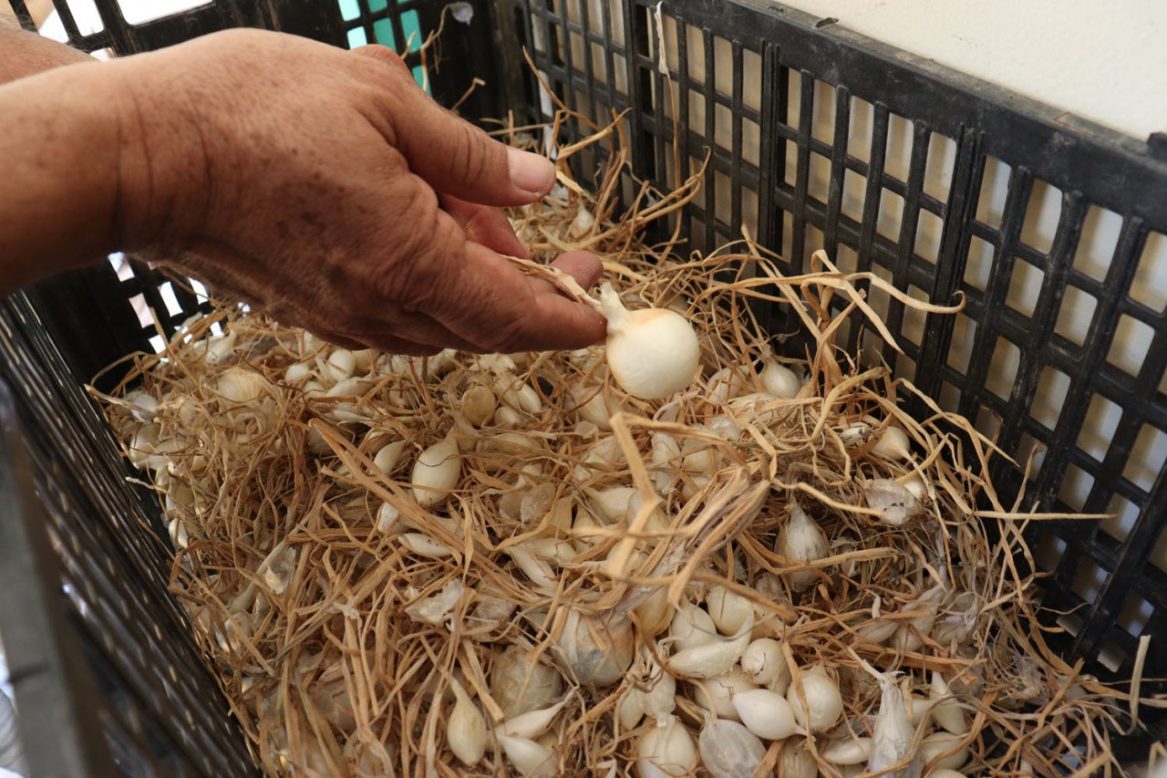Facultad de Agronomía de la UAS