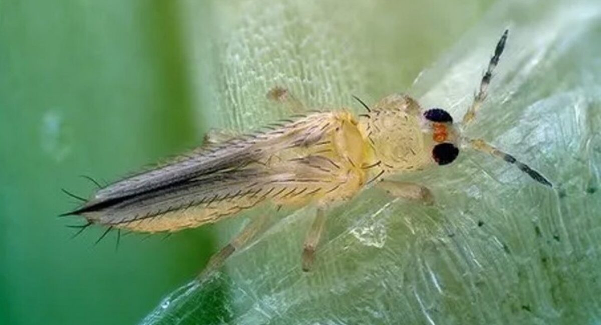 A 65 años de su fundación, la Facultad de Agronomía de la UAS reunirá a expertos para analizar y combatir la plaga invasora del Thrips parvispinus