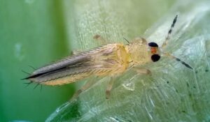 A 65 años de su fundación, la Facultad de Agronomía de la UAS reunirá a expertos para analizar y combatir la plaga invasora del Thrips parvispinus