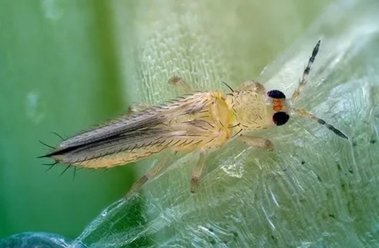Facultad de Agronomía de la UAS hará panel de especialistas sobre plaga que afecta al campo sinaloense