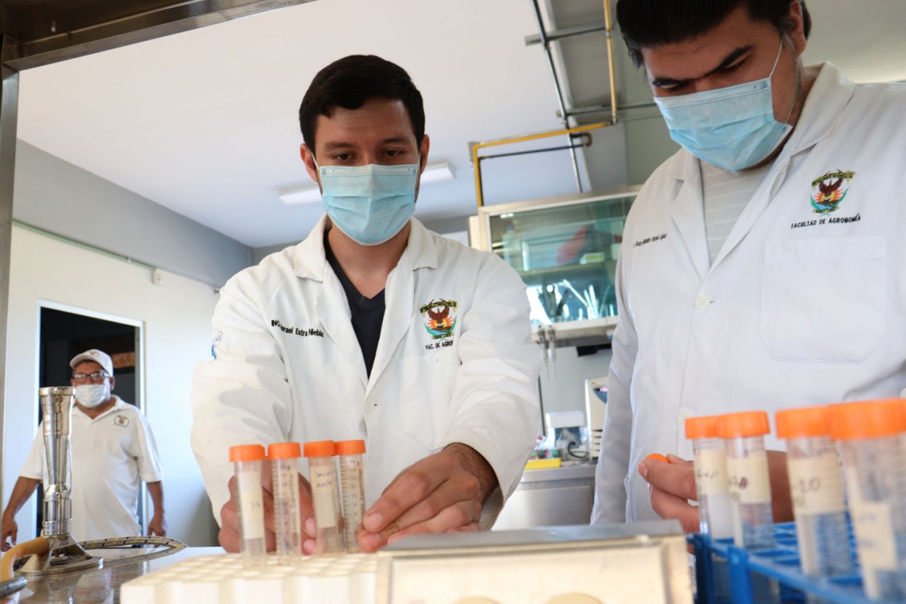 Facultad de Agronomía de la UAS hará panel de especialistas sobre plaga que afecta al campo sinaloense