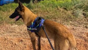 fuerza canina de la sspm entrara en accian en las revisiones en mazatlan