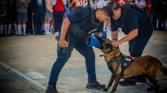 Fuerza canina de la SSPM entrará en acción en las revisiones en Mazatlán; van por la detección de enervantes y explosivos