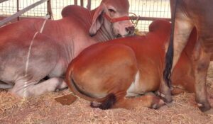 Lluvias favorecen alimentación del ganado y reducen gastos a productores de la región del Évora