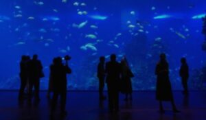 Gran Acuario Mazatlán, Sinaloa va por el Ángel del Turismo 2026 como Mejor Experiencia Turística