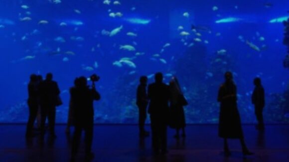 Gran Acuario Mazatlán, Sinaloa va por el Ángel del Turismo 2026 como Mejor Experiencia Turística