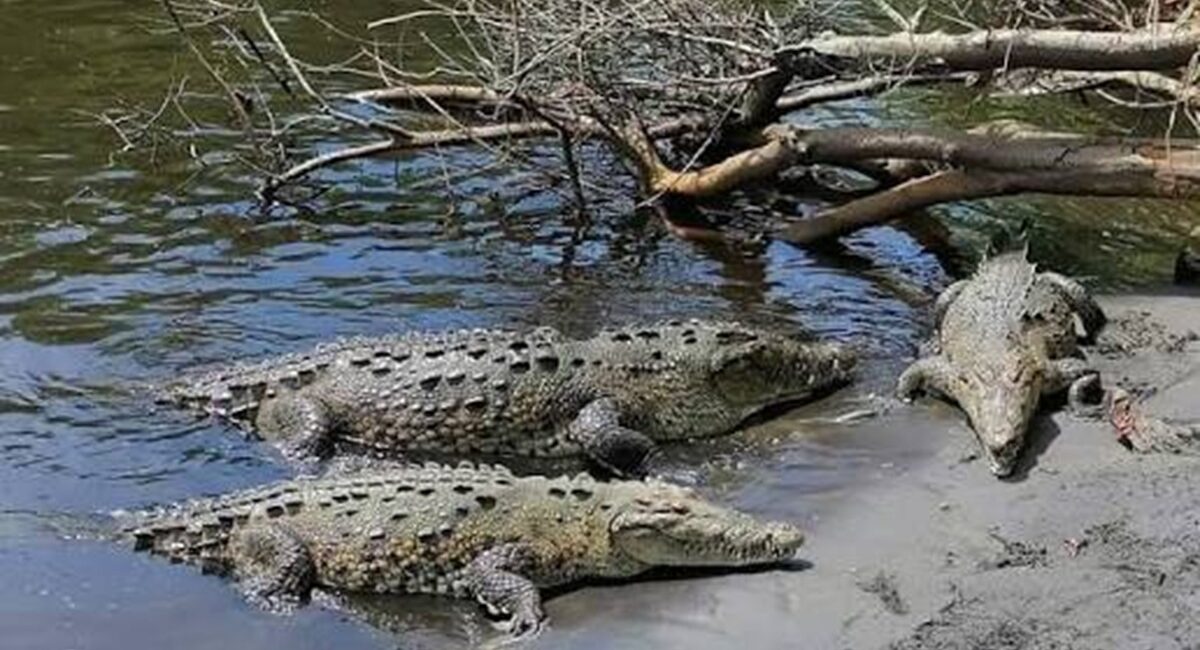 ¡Mazatlán, Sinaloa ya tiene nuevo Cocodrilario! Observatorio 1873 suma cocodrilos a su recorrido y no te lo puedes perder