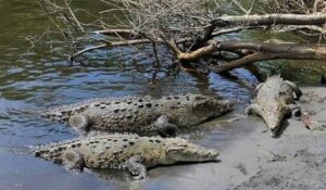 ¡Mazatlán, Sinaloa ya tiene nuevo Cocodrilario! Observatorio 1873 suma cocodrilos a su recorrido y no te lo puedes perder