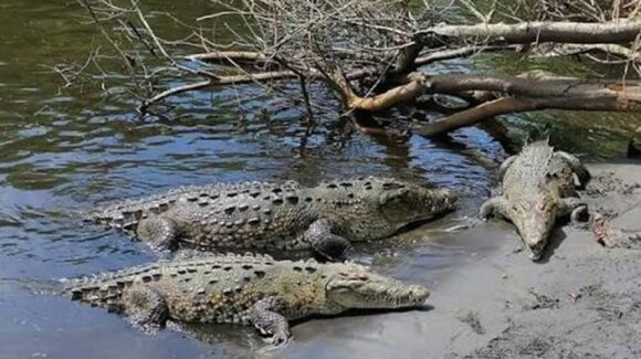 ¡Mazatlán, Sinaloa ya tiene nuevo Cocodrilario! Observatorio 1873 suma cocodrilos a su recorrido y no te lo puedes perder