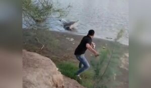 Ignoran advertencias y se acercan a cocodrilo que habita en Carricitos, Guasave, Sinaloa