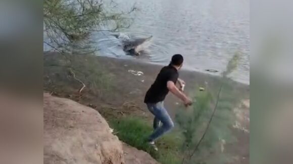 Ignoran advertencias y se acercan a cocodrilo que habita en Carricitos, Guasave, Sinaloa