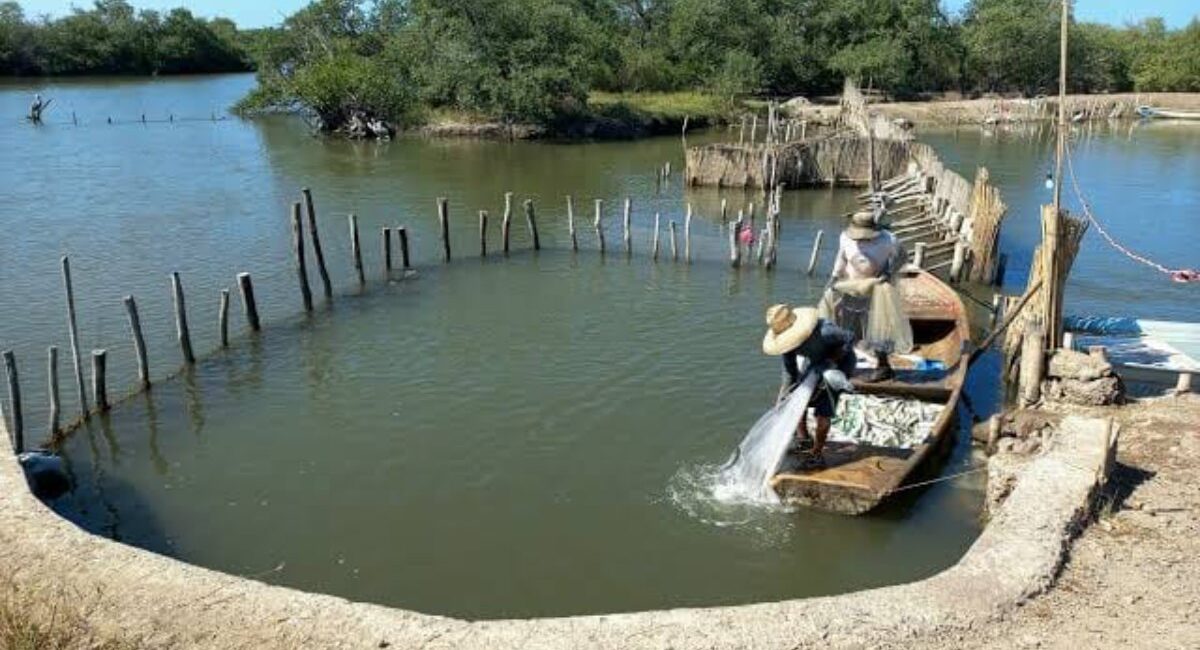 Laguna del Caimanero y pescadores del Rosario se quedan sin temporada de camarón por cuarto año seguido