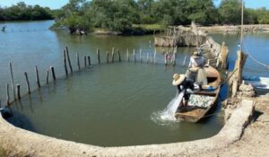 Laguna del Caimanero y pescadores del Rosario se quedan sin temporada de camarón por cuarto año seguido