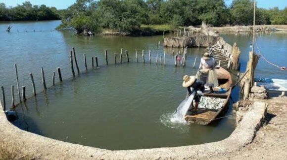 Laguna del Caimanero y pescadores del Rosario se quedan sin temporada de camarón por cuarto año seguido