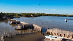 laguna del caimanero y pescadores del rosario se quedan sin temporada de camaron lugar