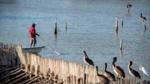 laguna del caimanero y pescadores del rosario se quedan sin temporada de camaron pescador