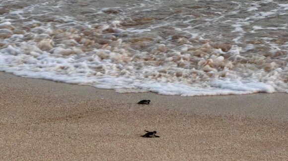¡Rumbo al mar! Liberarán 280 crías de tortuga golfina en Mazatlán, Sinaloa