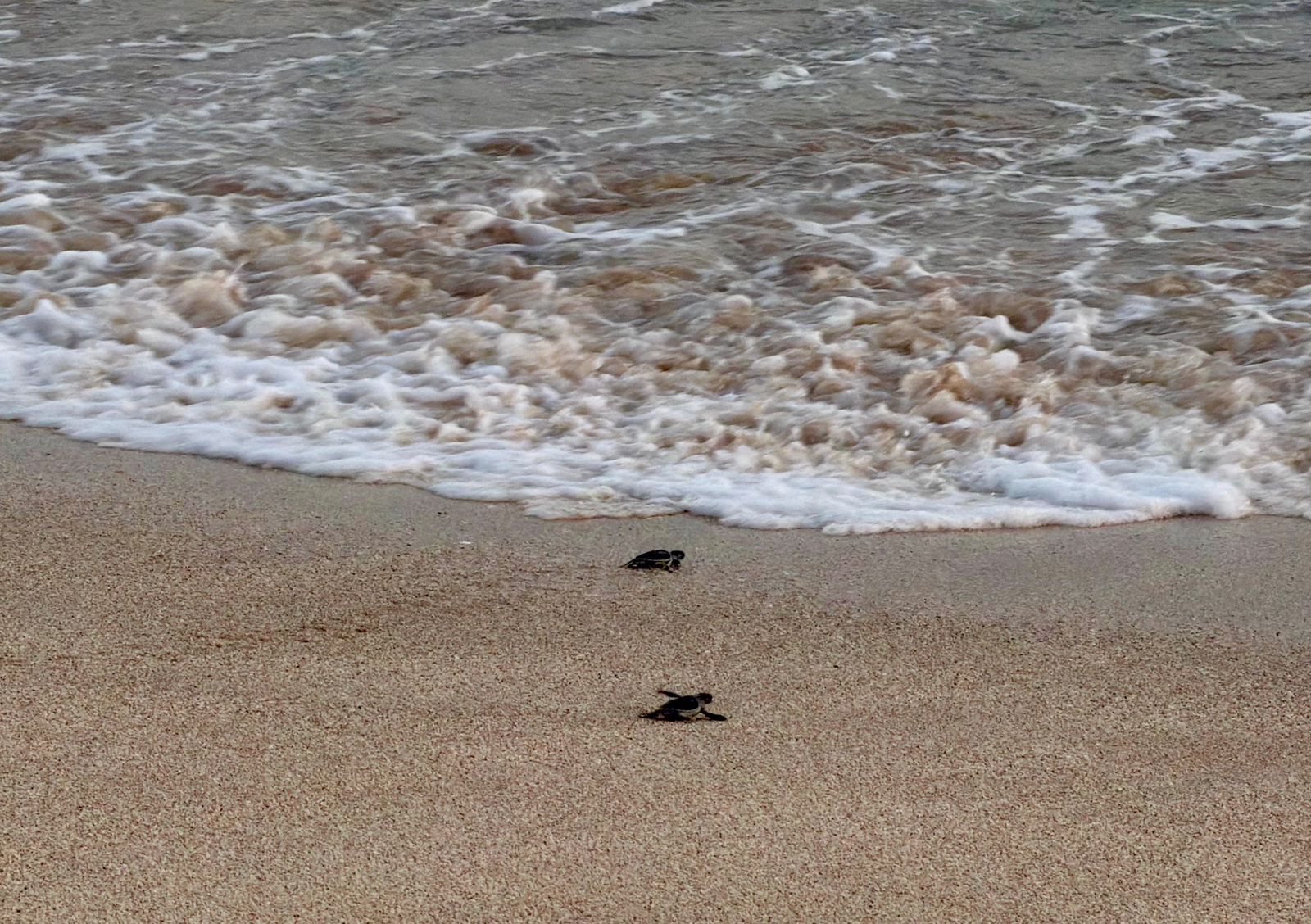 Liberan tortugas golfinas en Mazatlán, Sinaloa