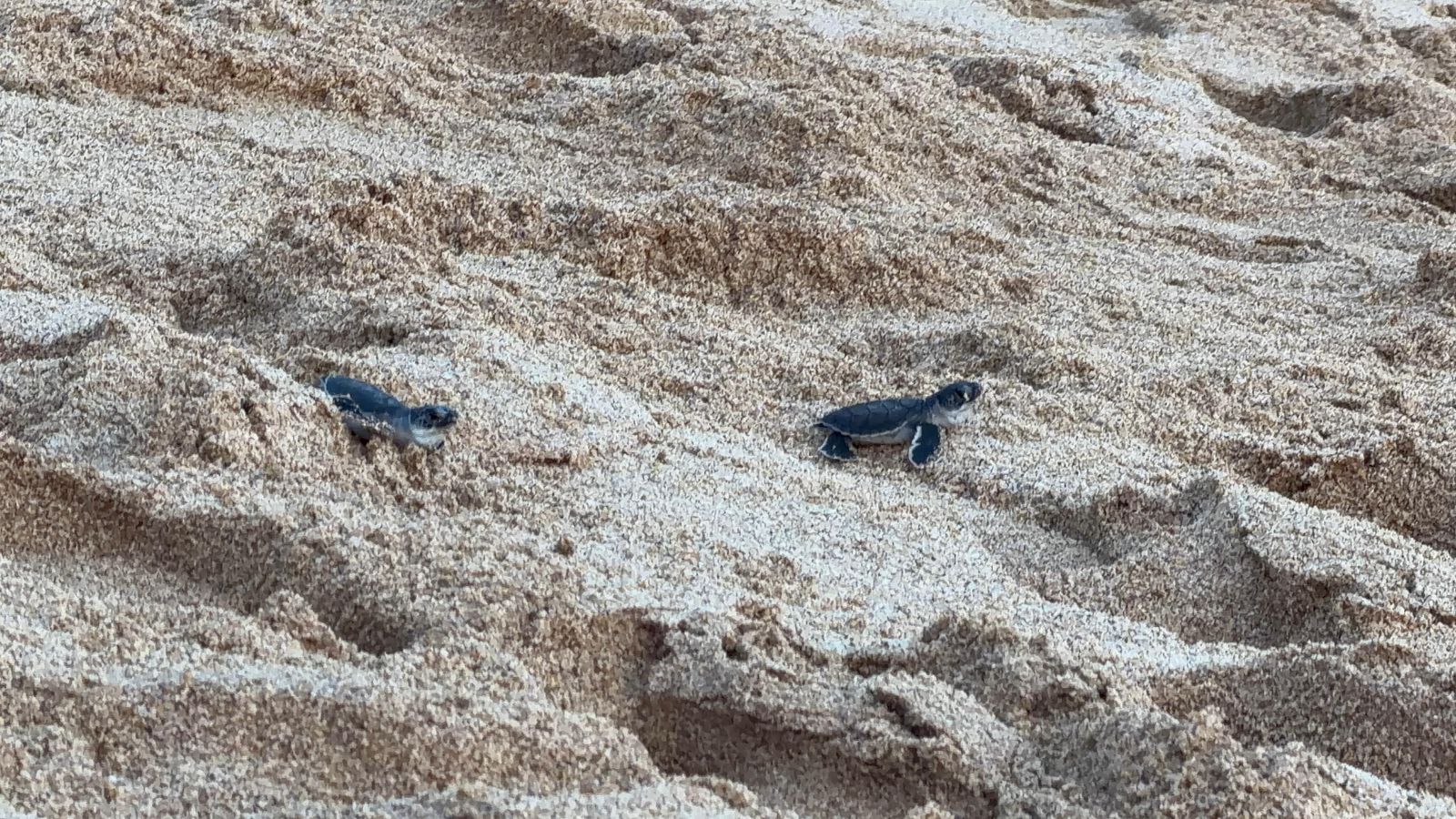 Liberan tortugas golfinas en Mazatlán, Sinaloa