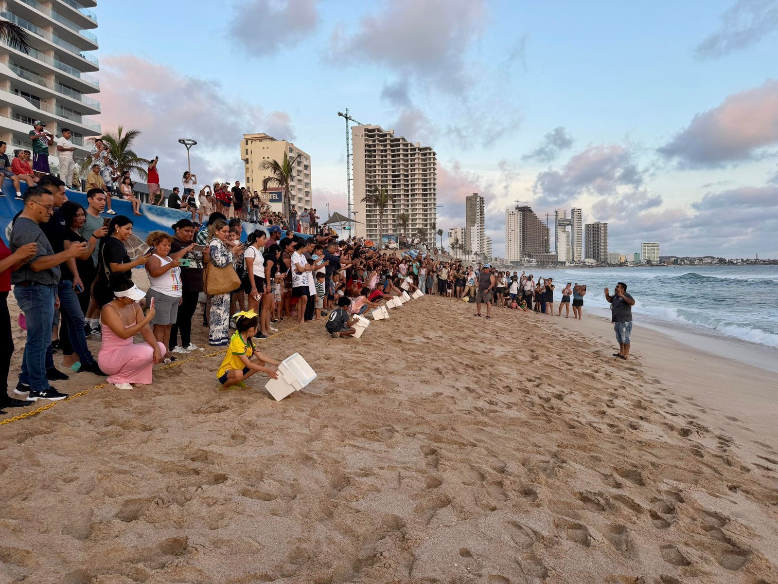 Liberan tortugas golfinas en Mazatlán, Sinaloa
