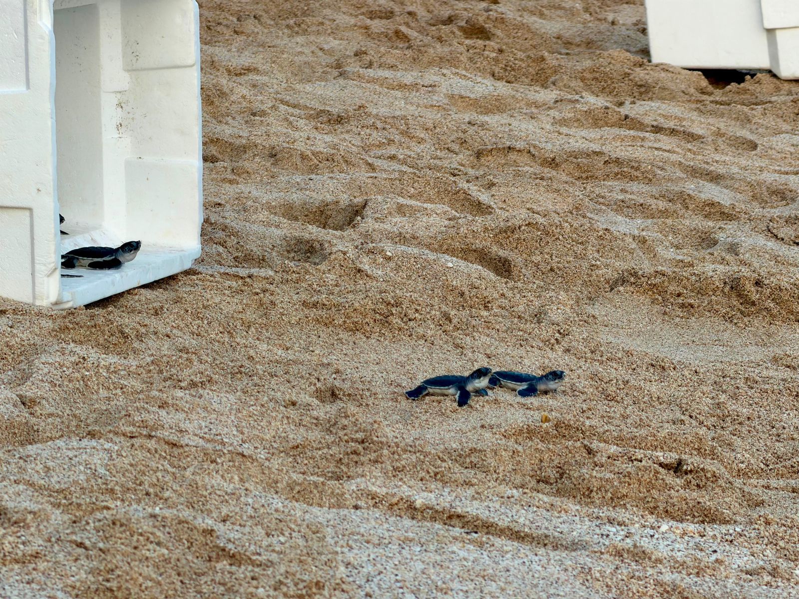 Liberan tortugas golfinas en Mazatlán, Sinaloa