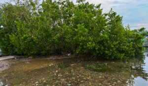 Jóvenes toman el Estero del Infiernillo y se suman al rescate de los manglares en Mazatlán, Sinaloa, con autoridades
