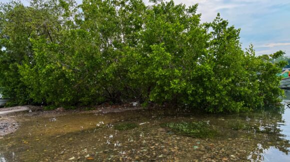Jóvenes toman el Estero del Infiernillo y se suman al rescate de los manglares en Mazatlán, Sinaloa, con autoridades