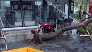 lluvia en los mochis deja arboles caidos e inundaciones de calles banqueta