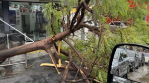 lluvia en los mochis deja arboles caidos e inundaciones de calles caida