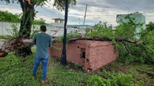 lluvias dejan toneladas de basura en rejillas pluviales de culiacan arbol