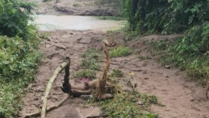 lluvias provocan ingreso de agua en alrededor de 20 viviendas de copales escuinapa
