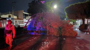 lluvias registradas en culiacan sinaloa arbol