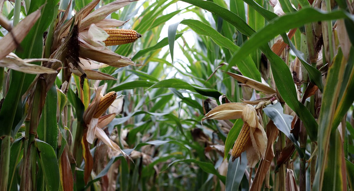 El corazón agrícola de Sinaloa ‘late’ con expectativas ante nuevo ciclo por el agua, pero aqueja lo económico, reconocen productores