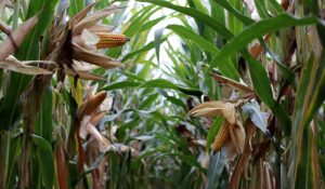 El corazón agrícola de Sinaloa ‘late’ con expectativas ante nuevo ciclo por el agua, pero aqueja lo económico, reconocen productores