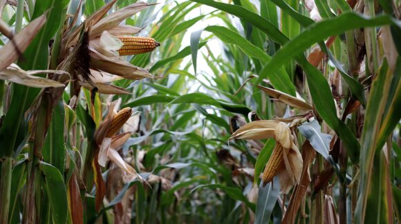 Temporaleros de Ahome buscan evitar quedarse con tierras ociosas; piden que Agricultura les apoye con maíz