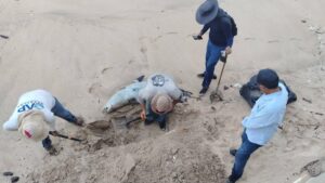 marejada arroja lobo marino muerto a playa de avenida del mar en mazatlan