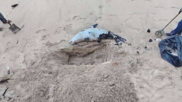 Marejada arroja lobo marino muerto a playa de Avenida del Mar en Mazatlán, Sinaloa