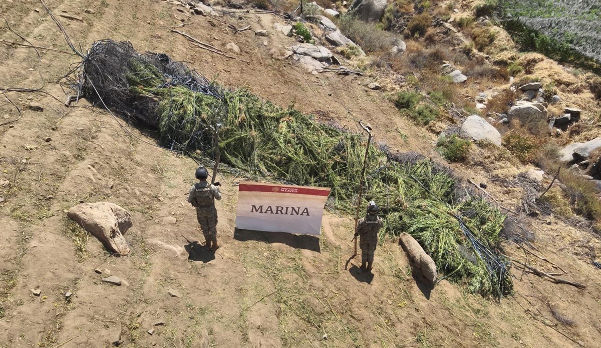 Marina destruye plantas de marihuana